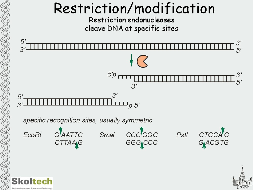 Restriction/modification Restriction endonucleases cleave DNA at specific sites
